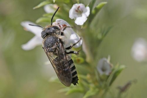 Réf. 210 583 : Coelioxys sp.